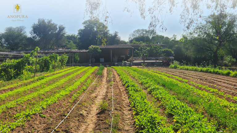 Organic vegetable farm with lush green crops at Anopura retreat