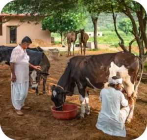 Guests enjoying an authentic rural farm experience at Anopura, a boutique hotel in Jaipur offering a peaceful countryside escape near the Aravalli Hills.
